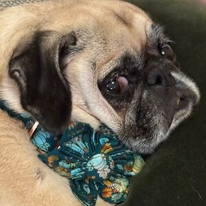 Meet your Posher, Karen